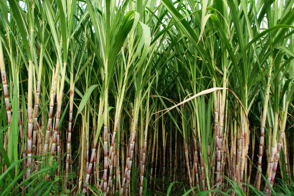 sukkerrør