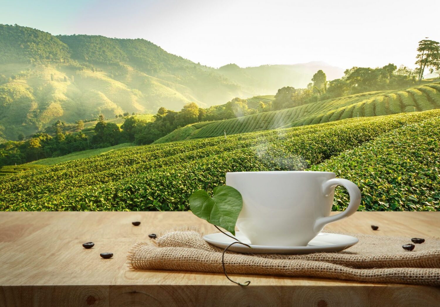 Det Norske Kaffehus - Kaffeplantasje