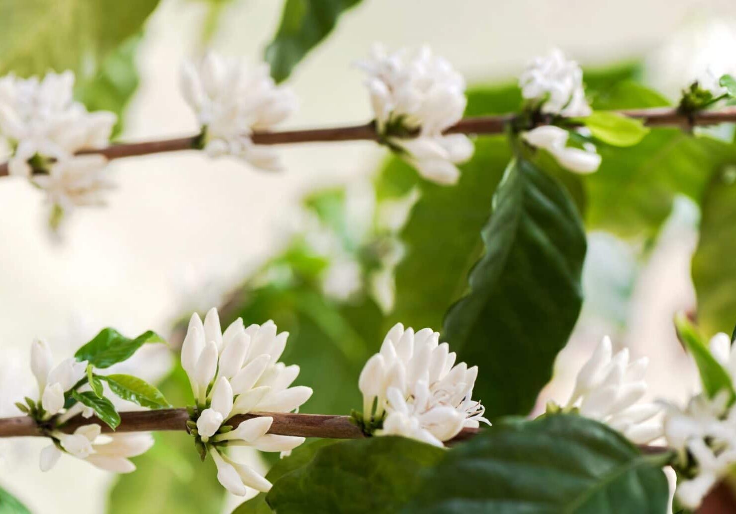 Det Norske Kaffehus - kaffeblomst