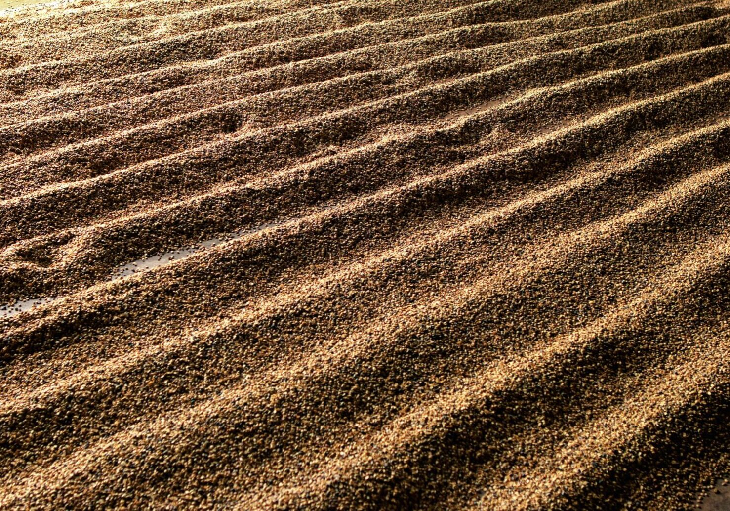 Tørrforedling - Det Norske Kaffehus