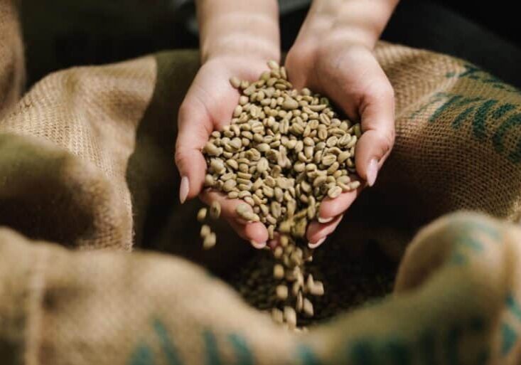 Pouring,Raw,Green,Coffee,Beans,From,Hands,Into,Burlap,Sack